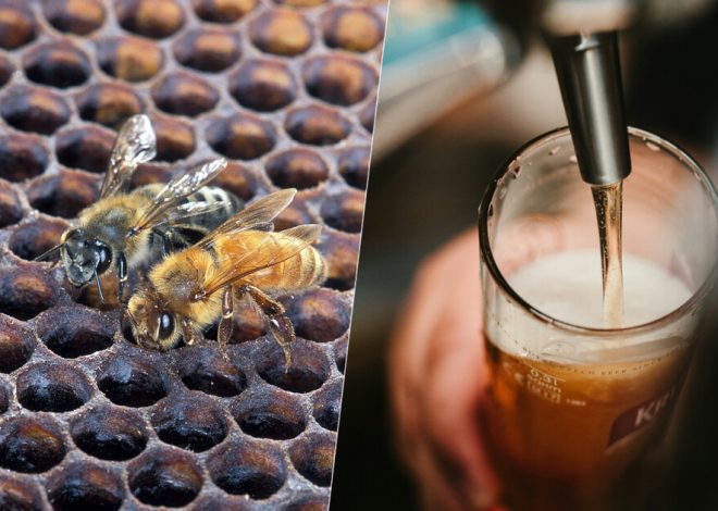 La última idea extrema en la fermentación de cerveza no tiene que ver con el alcohol. Tiene que ver con abejas asesinas